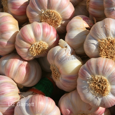 Display of garlic on market stall in France by Liz Garnett